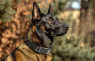 Best Shock Collar for German Shepherd 2025: Reviews + Buying Guide