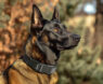 Best Shock Collar for German Shepherd 2025: Reviews + Buying Guide