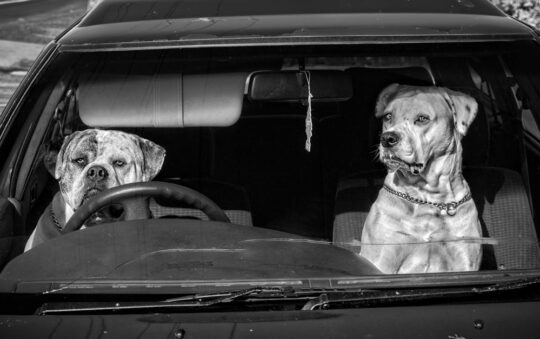 Best Dachshund Car Seat: Keep Your Doxie Safe, Comfortable, and Calm on Every Drive