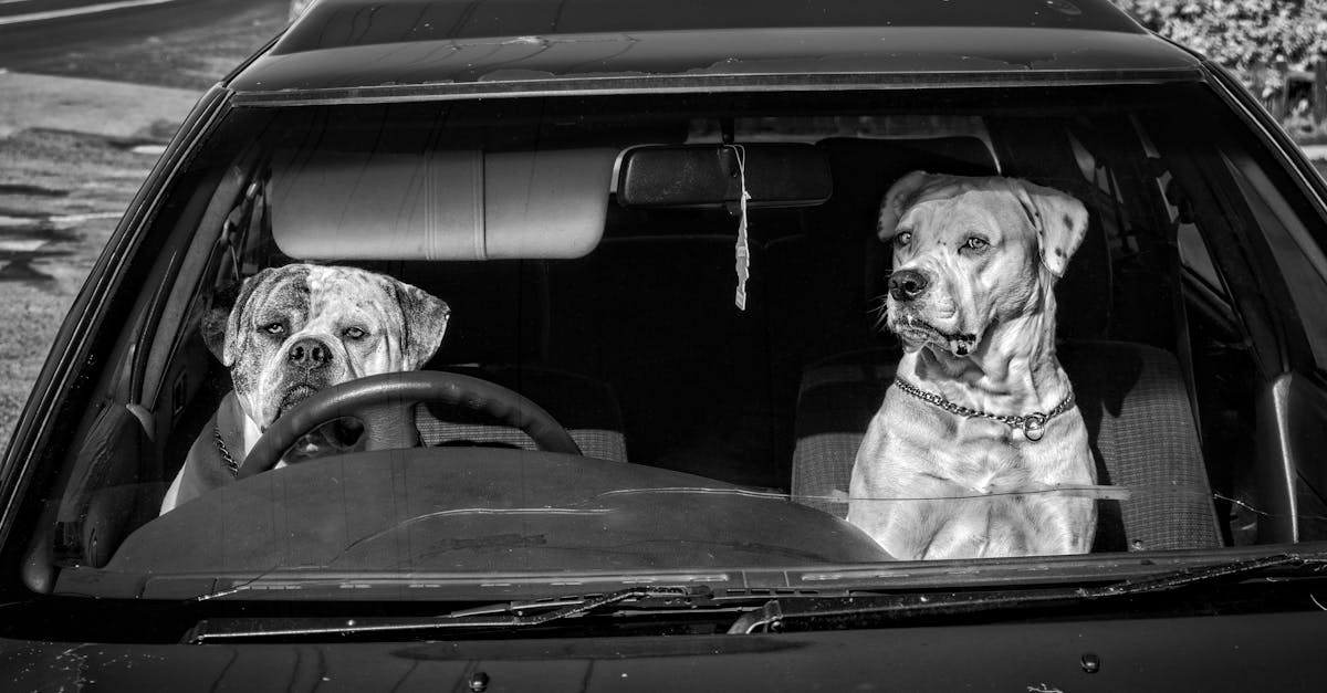 Best Dachshund Car Seat: Keep Your Doxie Safe, Comfortable, and Calm on Every Drive