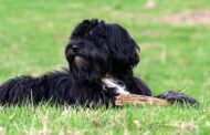 Best Food for Tibetan Terrier: Top Nutrition Tips & Healthy Diet Choices for Your Pup