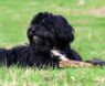 Best Food for Tibetan Terrier: Top Nutrition Tips & Healthy Diet Choices for Your Pup