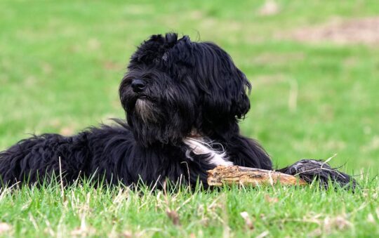 Best Dog Food for Tibetan Terriers: Top Nutrition Tips & Product Picks for a Healthier Pup