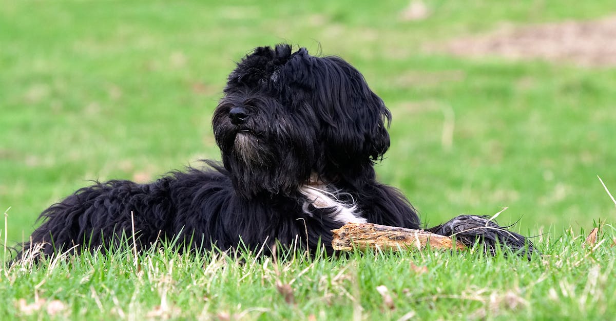 Best Dog Food for Tibetan Terriers: Top Nutrition Tips & Product Picks for a Healthier Pup