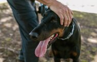 Best Collars for Dobermans: Top Picks for Comfort, Safety, and Style