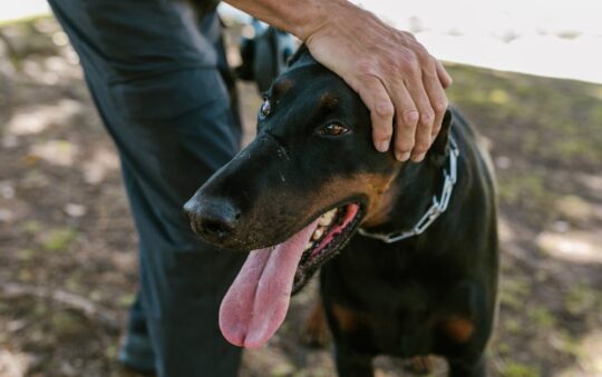 Best Collars for Dobermans: Top Picks for Comfort, Safety, and Style