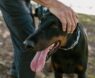 Best Collars for Dobermans: Top Picks for Comfort, Safety, and Style