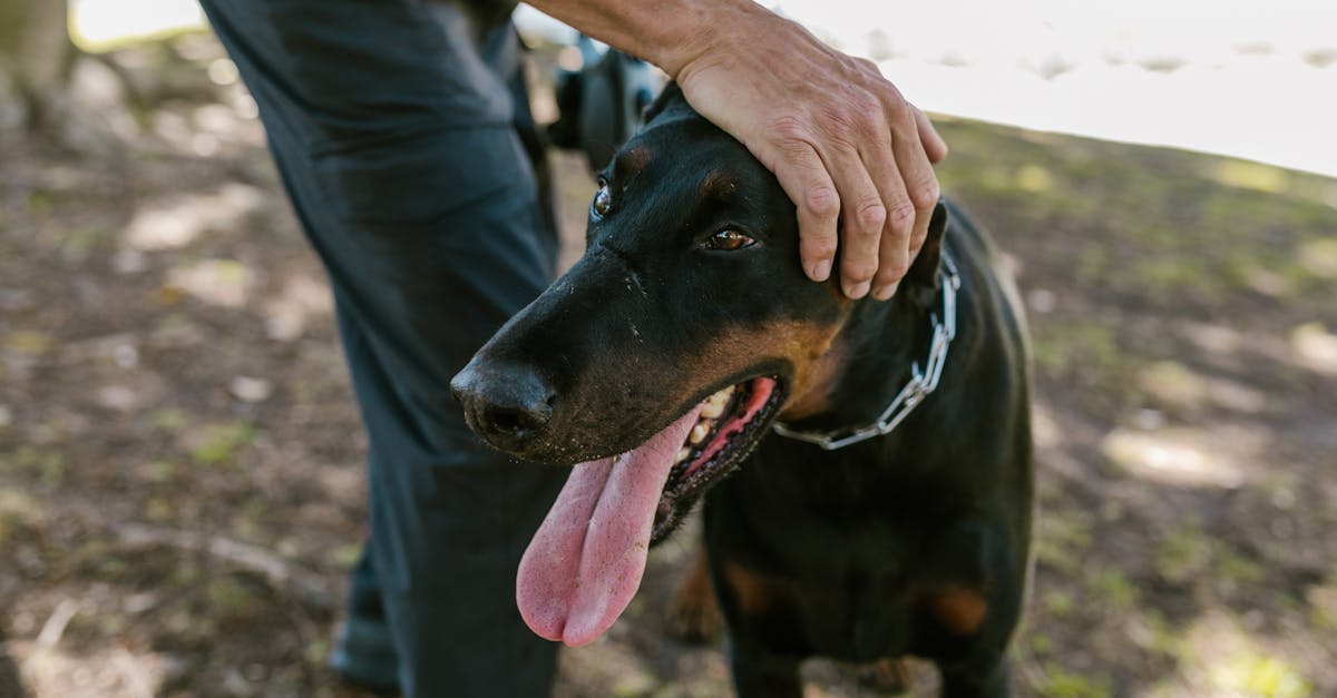 Best Collars for Dobermans: Top Picks for Comfort, Safety, and Style