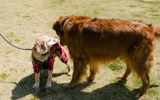 Best Leash for Dogs That Chew: Top Chew-Proof Picks for Worry-Free Walks