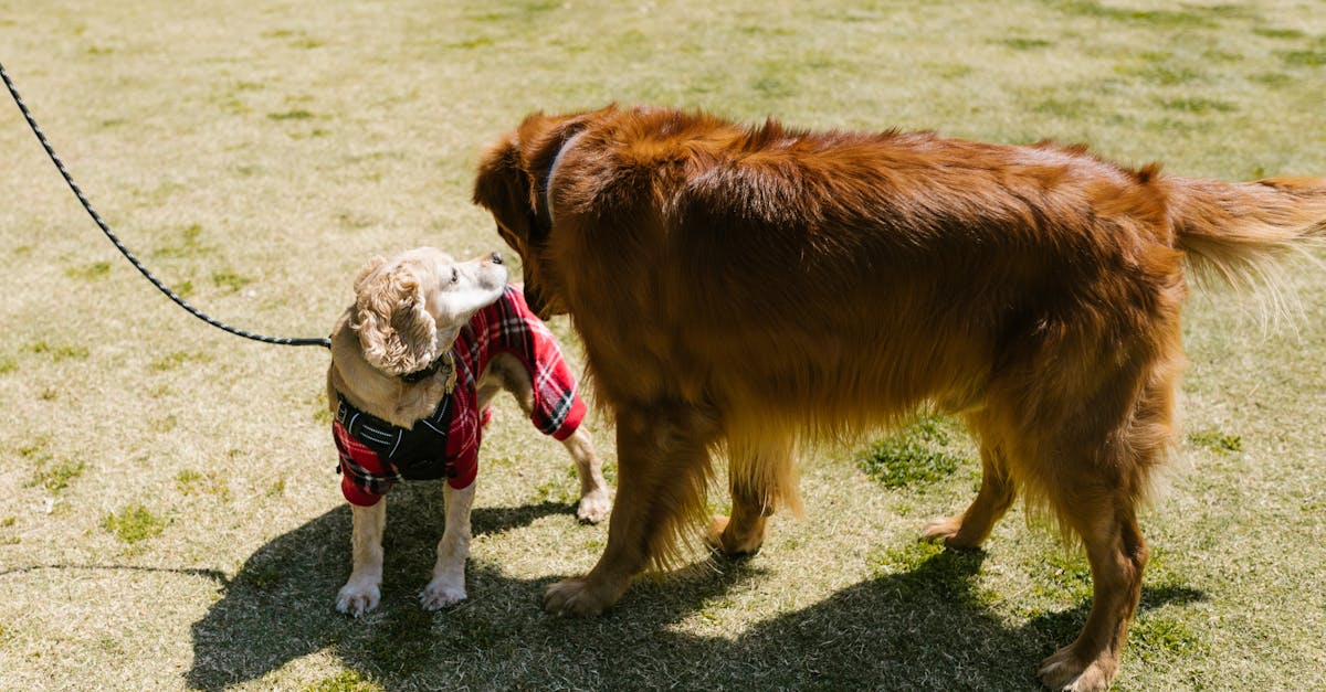 Best Leash for Dogs That Chew: Top Chew-Proof Picks for Worry-Free Walks