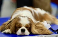 Best Grooming Tools for Cavalier King Charles Spaniel: Top Picks for Easy, Happy Grooming