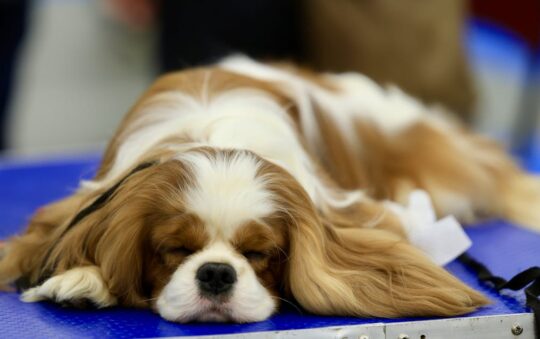 Best Grooming Tools for Cavalier King Charles Spaniel: Top Picks for Easy, Happy Grooming