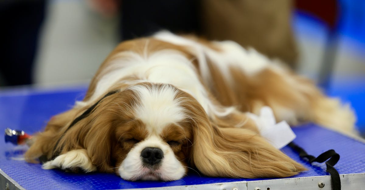 Best Grooming Tools for Cavalier King Charles Spaniel: Top Picks for Easy, Happy Grooming