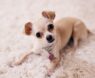Best Cooling Collar for Dogs: Top Rated Picks to Keep Your Pup Comfortable in Hot Weather