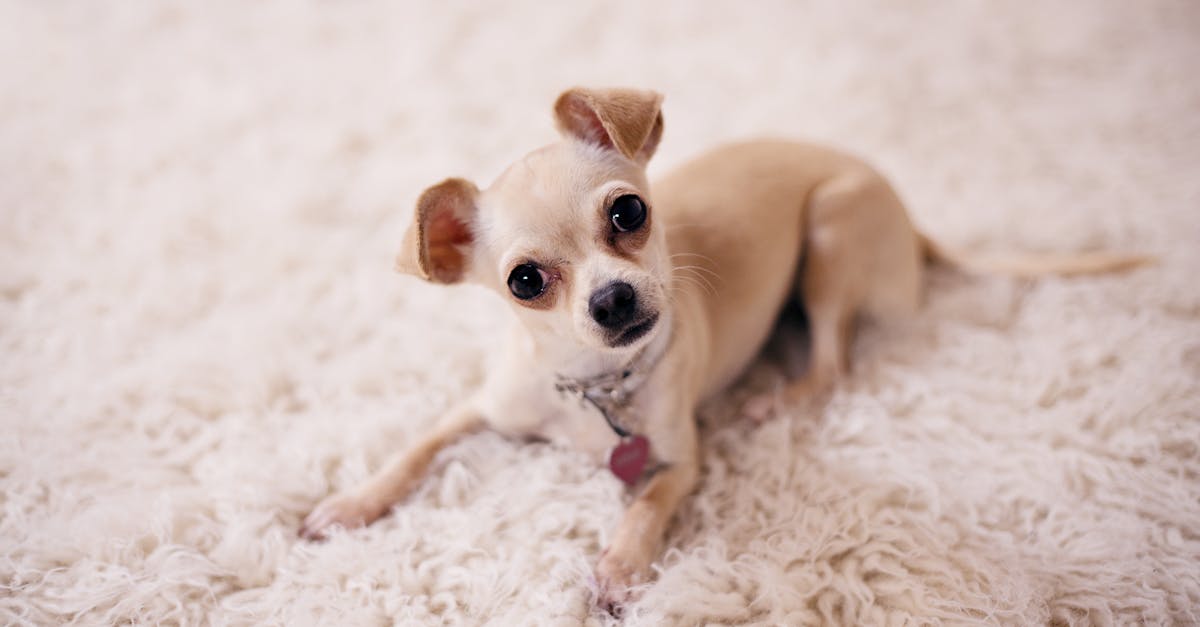 Best Cooling Collar for Dogs: Top Rated Picks to Keep Your Pup Comfortable in Hot Weather