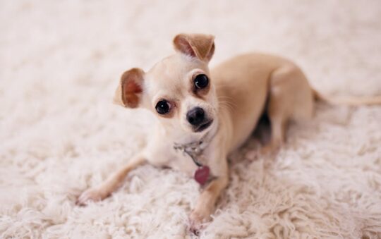 Best Collar for Whining Dog: Top Calming Solutions for Anxious Pups and Sleepless Owners