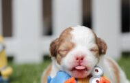 Best Chew Toys for English Bulldogs: Durable, Safe Picks for Happy, Healthy Bully Playtime