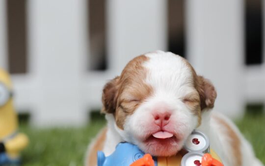 Best Chew Toys for English Bulldogs: Durable, Safe Picks for Happy, Healthy Bully Playtime