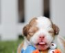 Best Chew Toys for English Bulldogs: Durable, Safe Picks for Happy, Healthy Bully Playtime