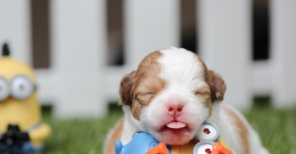 Best Chew Toys for English Bulldogs: Durable, Safe Picks for Happy, Healthy Bully Playtime