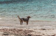 Barbet vs Spanish Water Dog: Choosing the Best Water-Loving Breed for Your Active Family