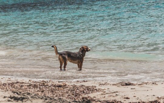 Barbet vs Spanish Water Dog: Choosing the Best Water-Loving Breed for Your Active Family