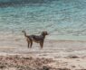 Barbet vs Spanish Water Dog: Choosing the Best Water-Loving Breed for Your Active Family