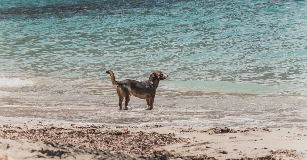 Barbet vs Spanish Water Dog: Choosing the Best Water-Loving Breed for Your Active Family
