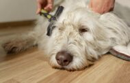 Best Brush for Labradoodles: Top Grooming Tools for Curly and Wavy Coats (Expert Picks)
