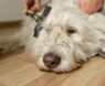 Best Brush for Labradoodles: Top Grooming Tools for Curly and Wavy Coats (Expert Picks)