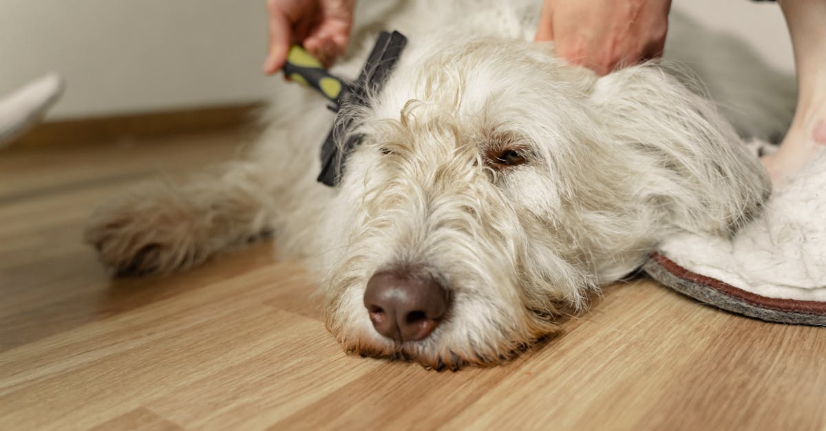 Best Brush for Labradoodles: Top Grooming Tools for Curly and Wavy Coats (Expert Picks)