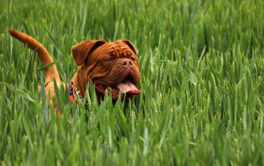 Best Slow Feeder for French Bulldog: Top Picks to Stop Fast Eating & Improve Digestion