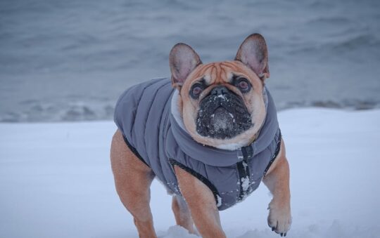 Best Winter Coat for French Bulldog: Top Picks for Warmth, Comfort & Style in Cold Weather