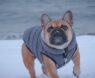 Best Winter Coat for French Bulldog: Top Picks for Warmth, Comfort & Style in Cold Weather