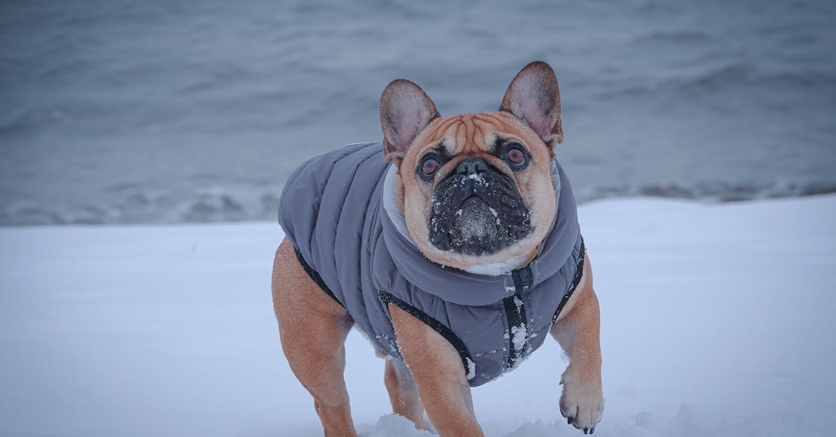 Best Winter Coat for French Bulldog: Top Picks for Warmth, Comfort & Style in Cold Weather