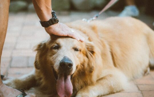 20 Foot Leash: Give Your Dog More Freedom & Better Walks with This Essential Training Tool