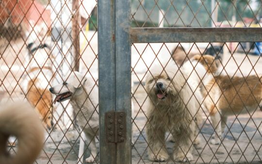 Is Dicalcium Phosphate Safe for Dogs? Vet-Approved Facts Every Pet Owner Should Know