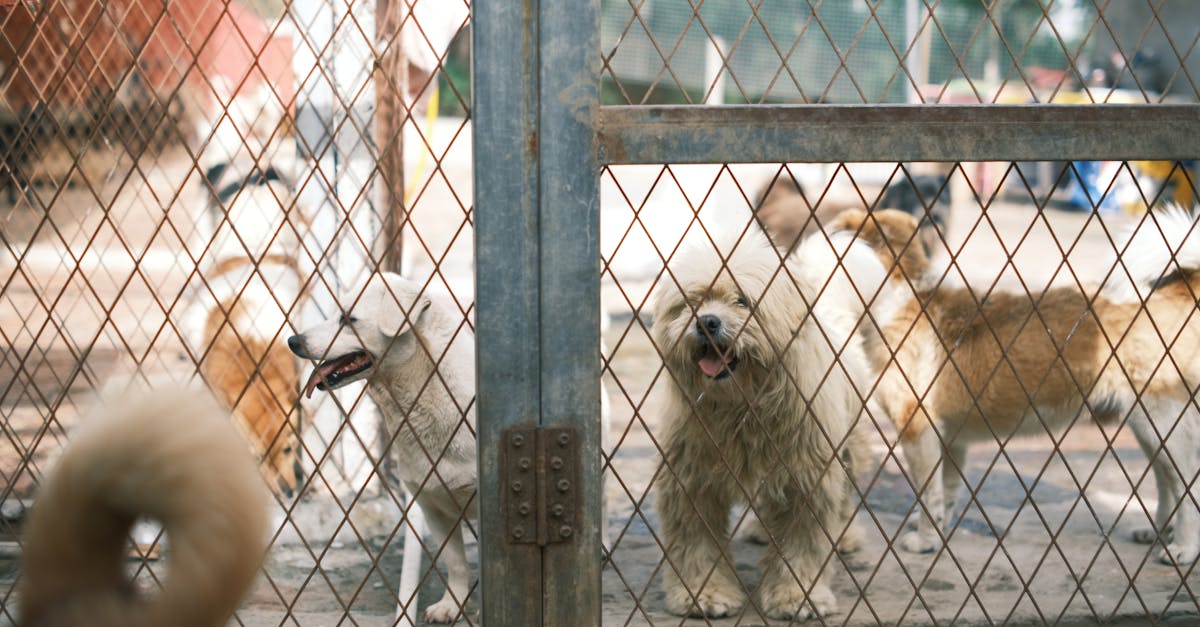 Is Dicalcium Phosphate Safe for Dogs? Vet-Approved Facts Every Pet Owner Should Know