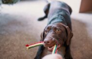 Anise Dog Toy Guide: Boost Your Dog’s Playtime and Engagement With This Unique Scented Toy Anise Dog Toy Guide: Boost Your Dog’s Playtime and Engagement With This Unique Scented Toy