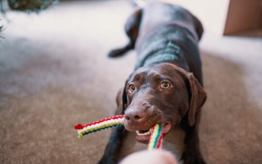 Anise Dog Toy Guide: Boost Your Dog’s Playtime and Engagement With This Unique Scented Toy