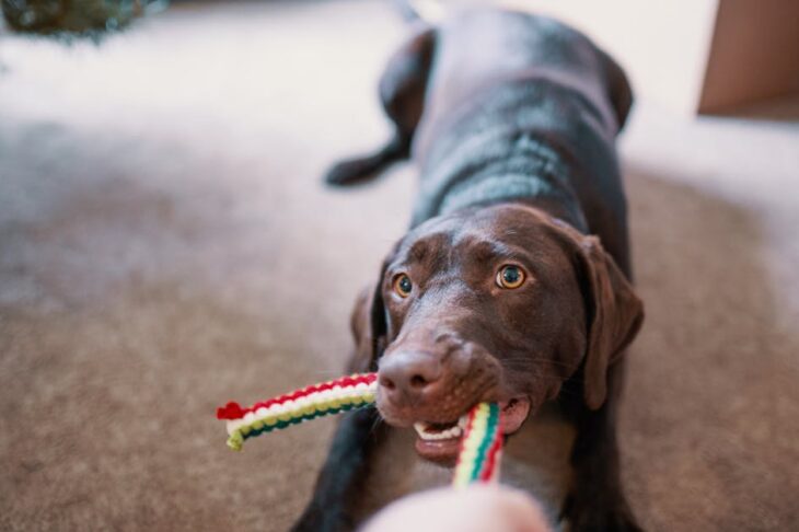Anise Dog Toy Guide: Boost Your Dog’s Playtime and Engagement With This Unique Scented Toy Anise Dog Toy Guide: Boost Your Dog’s Playtime and Engagement With This Unique Scented Toy