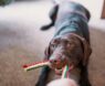 Anise Dog Toy Guide: Boost Your Dog’s Playtime and Engagement With This Unique Scented Toy