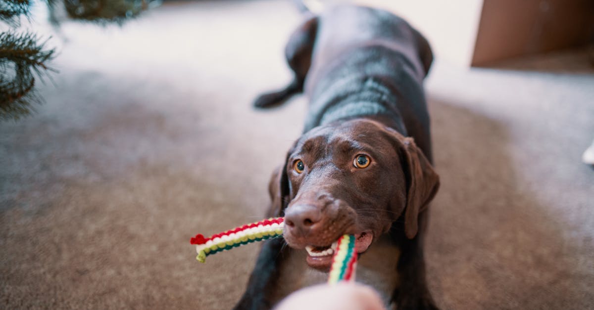 Anise Dog Toy Guide: Boost Your Dog’s Playtime and Engagement With This Unique Scented Toy