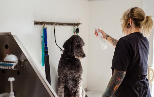 Bacon Spray for Dogs: The Secret to Getting Picky Eaters Excited About Mealtime