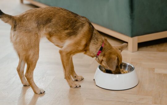 Best Food for Giant Schnauzer Puppy: Top Nutrition Tips & Puppy Food Picks for Healthy Growth