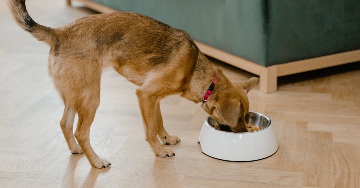 Best Food for Giant Schnauzer Puppy: Top Nutrition Tips & Puppy Food Picks for Healthy Growth