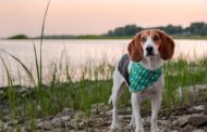 Best One Ingredient Dog Treats: Simple, Healthy Snacks Every Pet Parent Will Love