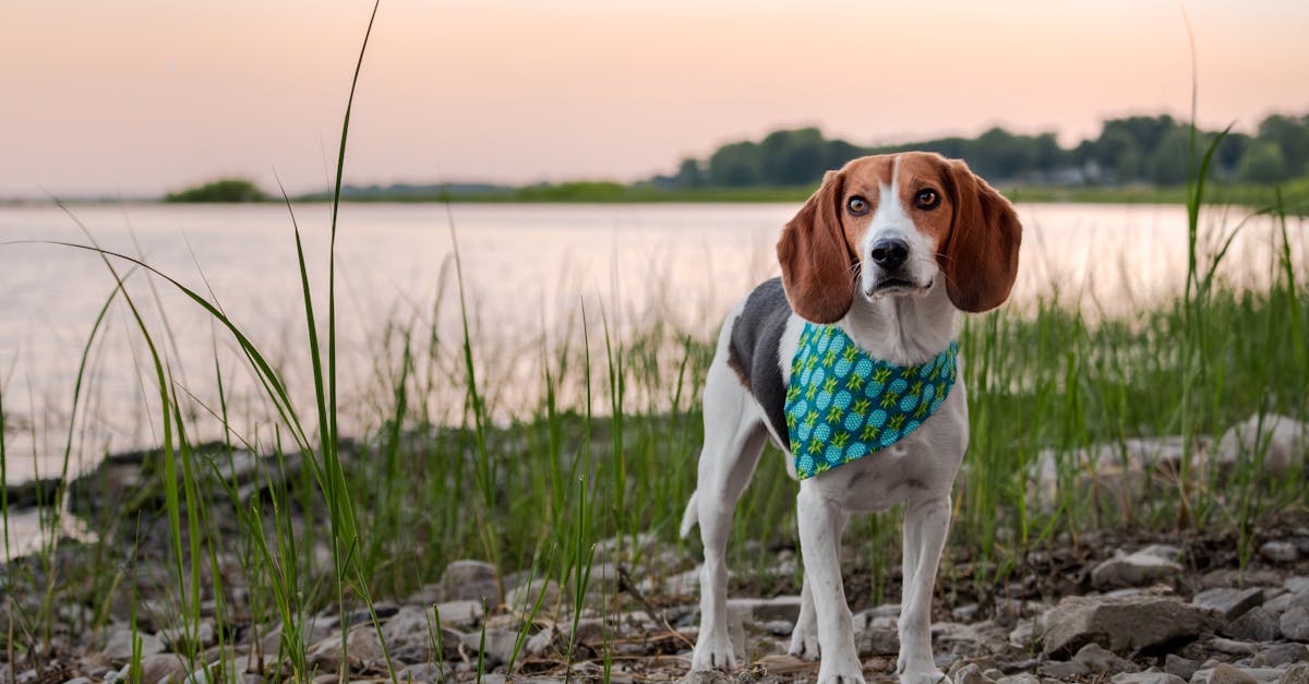 Best One Ingredient Dog Treats: Simple, Healthy Snacks Every Pet Parent Will Love