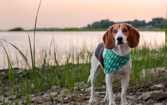 Best Collar Color for Black Dog: Top Picks for Visibility, Style, and Safety