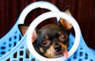 Chihuahua Dog Purse Carrier: The Ultimate Hands-Free Solution for Stylish Pet Owners